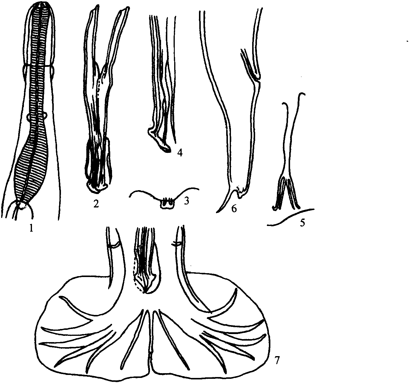 短吻针鼹鼠尼可线虫